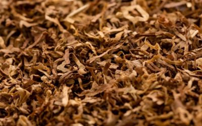 Pourquoi chaque feuille de tabac doit être examinée et classifiée individuellement ?