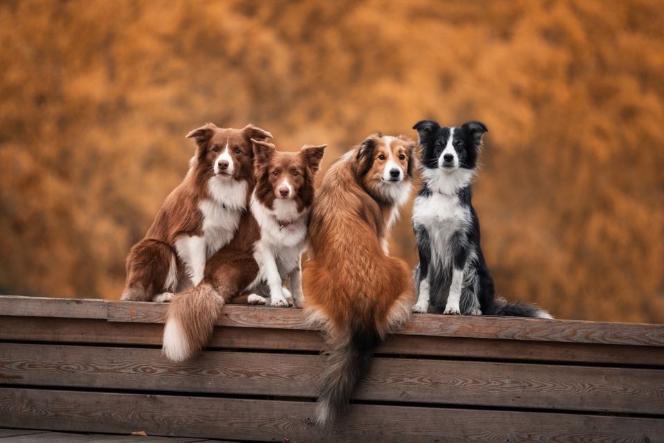 Quels sont les bienfaits du magnétisme sur la santé de nos animaux de compagnie ?