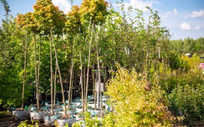 Comment choisir entre arbres feuillus et résineux pour son jardin ?