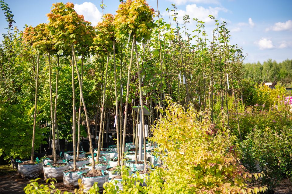 Comment choisir entre arbres feuillus et résineux pour son jardin ?