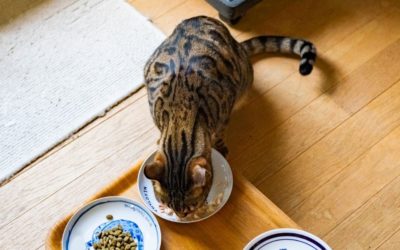 Chat castré : voici comment éviter la prise de poids sans le frustrer !