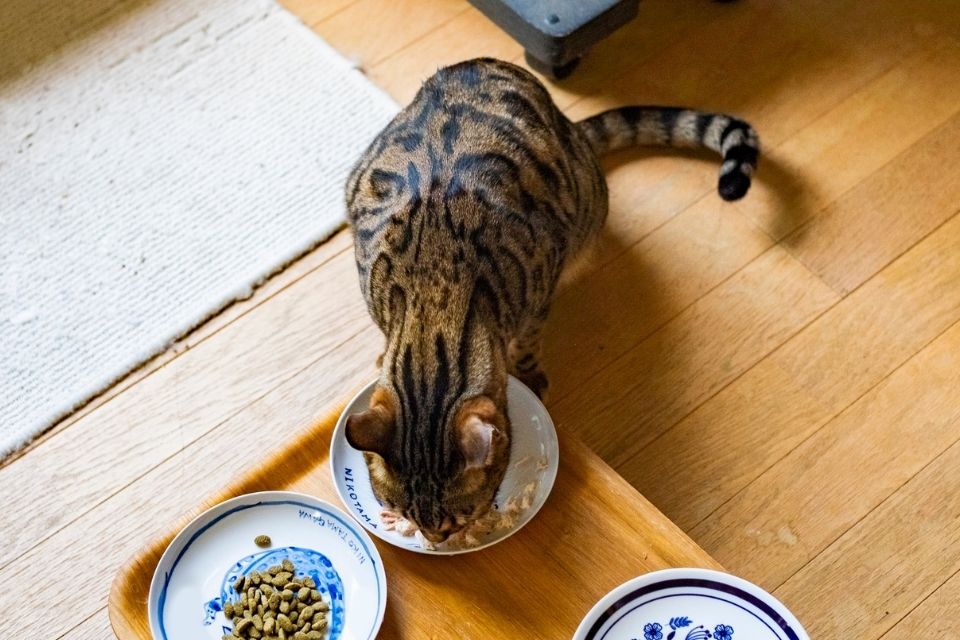 Chat castré : voici comment éviter la prise de poids sans le frustrer !